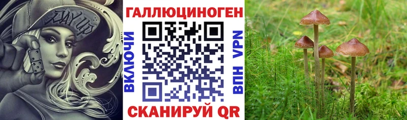 закладки  Чайковский  Псилоцибиновые грибы Cubensis 